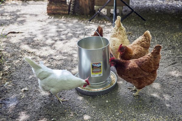 Little Giant 30-Pound Floor Space Saving Hanging Metal Poultry Feeder (Open Box)