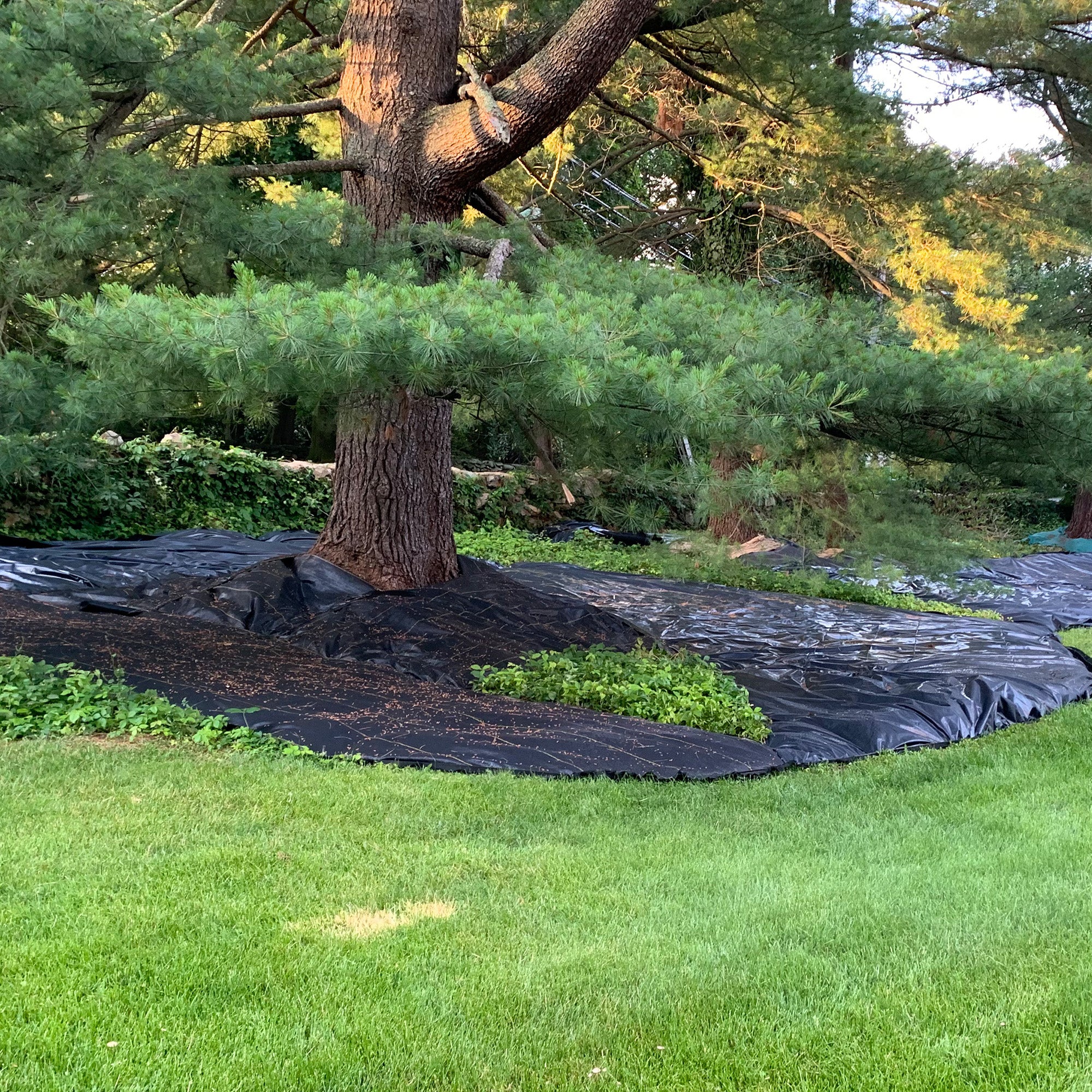 DeWitt P6 6x250' 5 oz. Pro 5 Commercial Landscape Weed Barrier Fabric (Open Box)