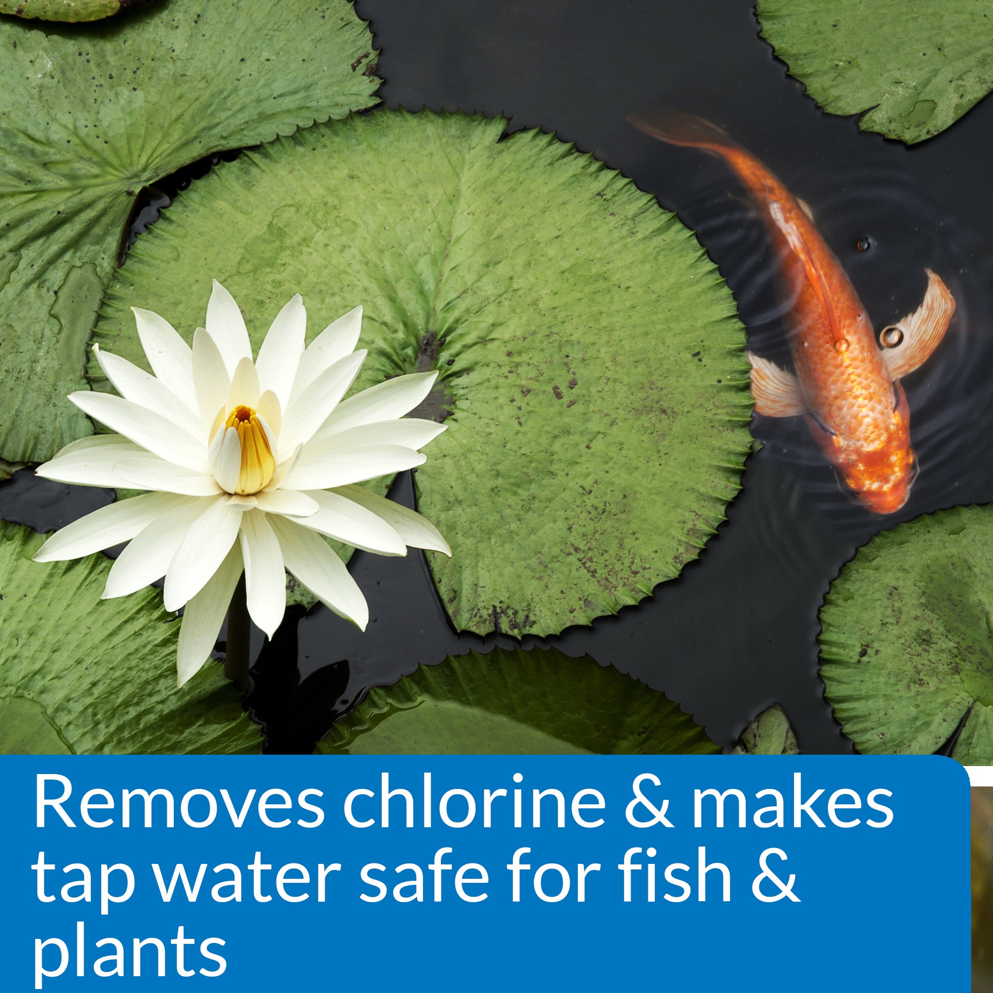 API Pond Chlorine and Heavy Metal Freshwater Tap Water Neutralizer, 1 Gallon