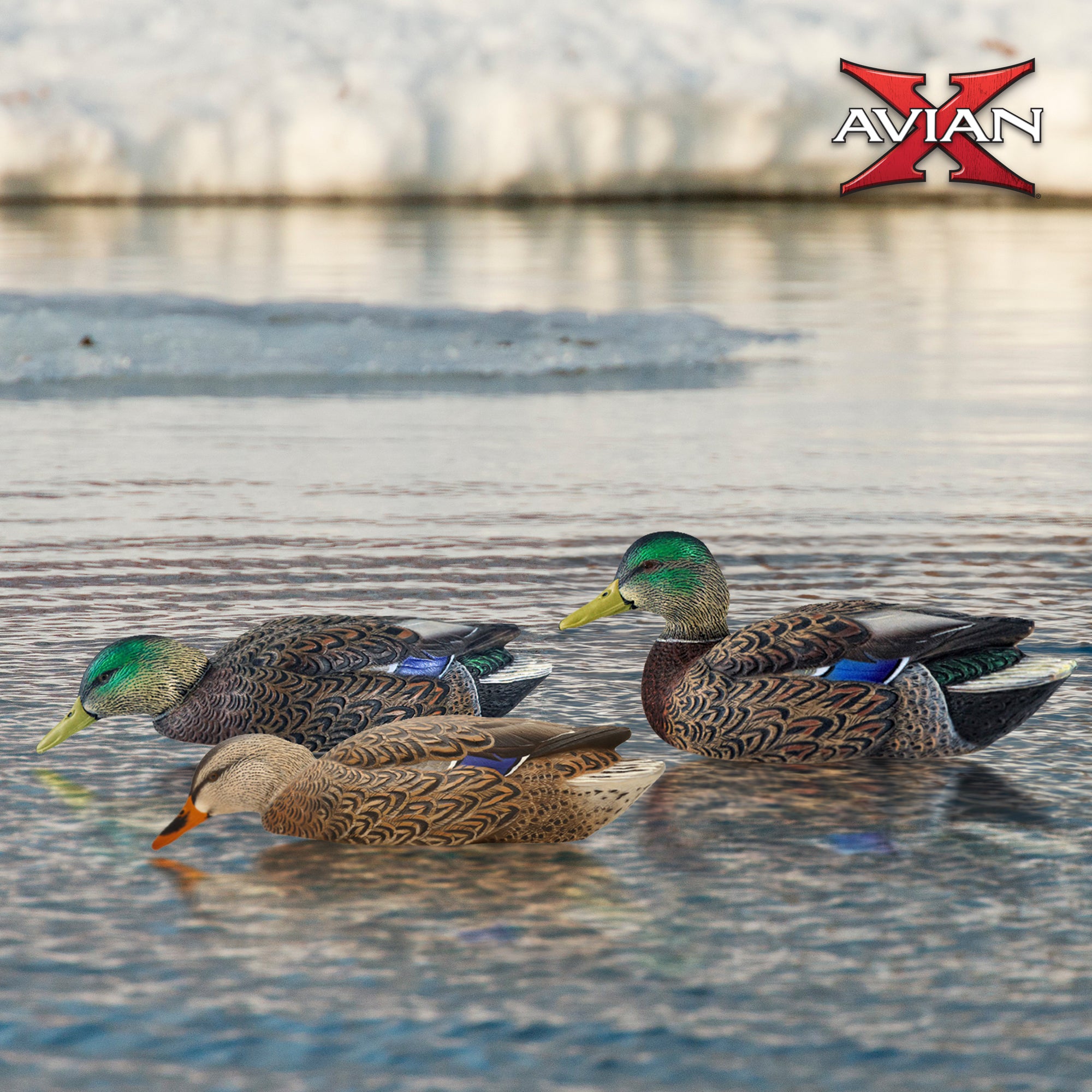 Avian X Topflight Mallard Duck, 6 Pack, with Early Season Teal Decoys, 6 Pack