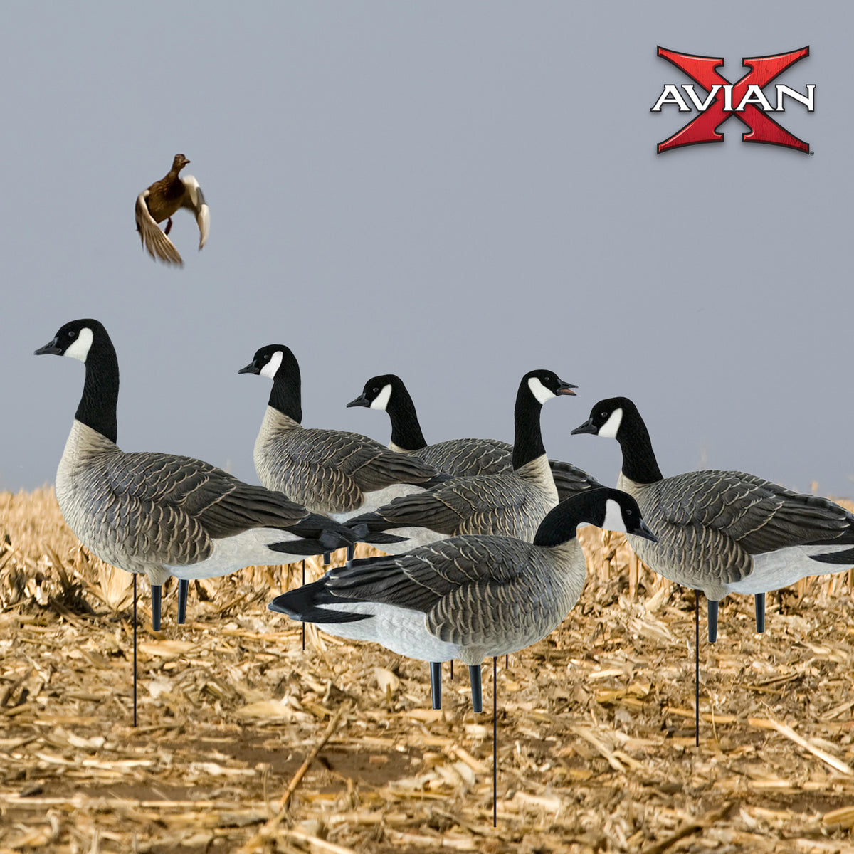 Avian X AXP Honkers Fusion Pack Lesser Canada Goose Decoys, 2 Pack, Multicolor