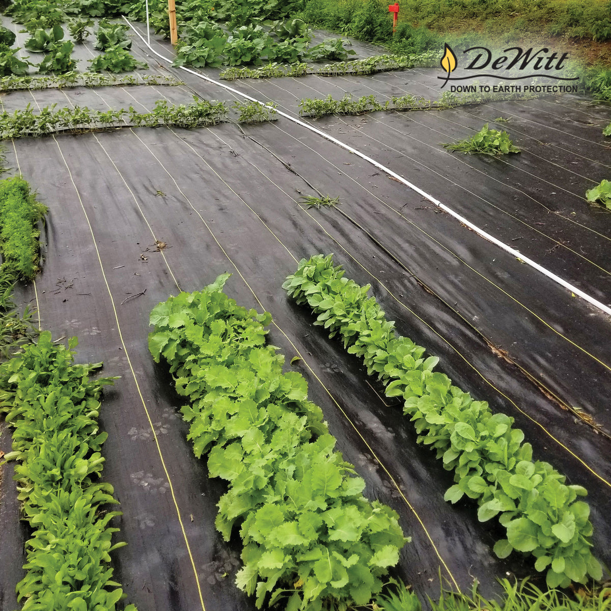DeWitt Sunbelt 6' x 300' Woven Weed Barrier Landscape Fabric Ground Cover 2 Pack