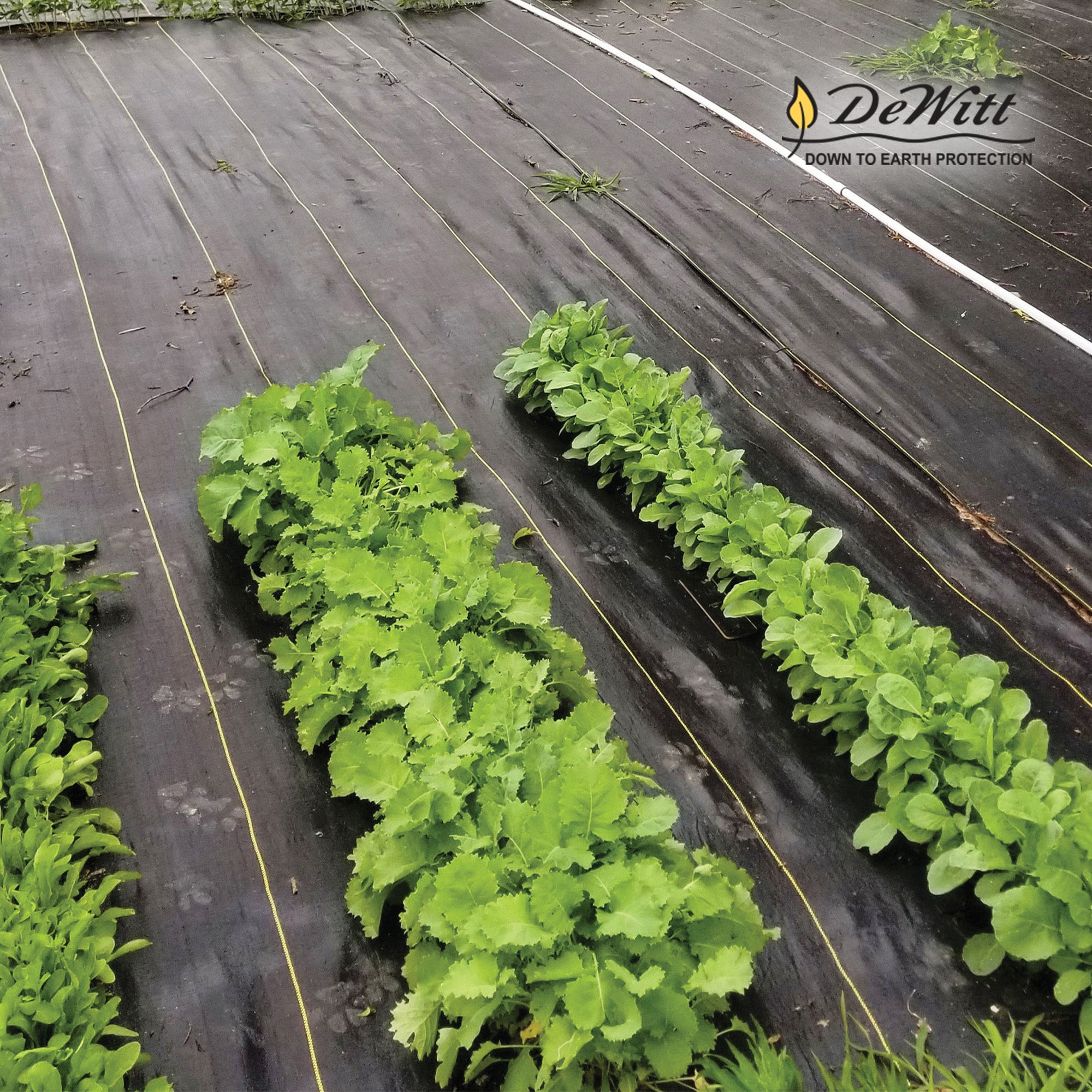 DeWitt Sunbelt 4' Wide Woven Weed Barrier Landscape Fabric, 300 Feet (9 Pack)