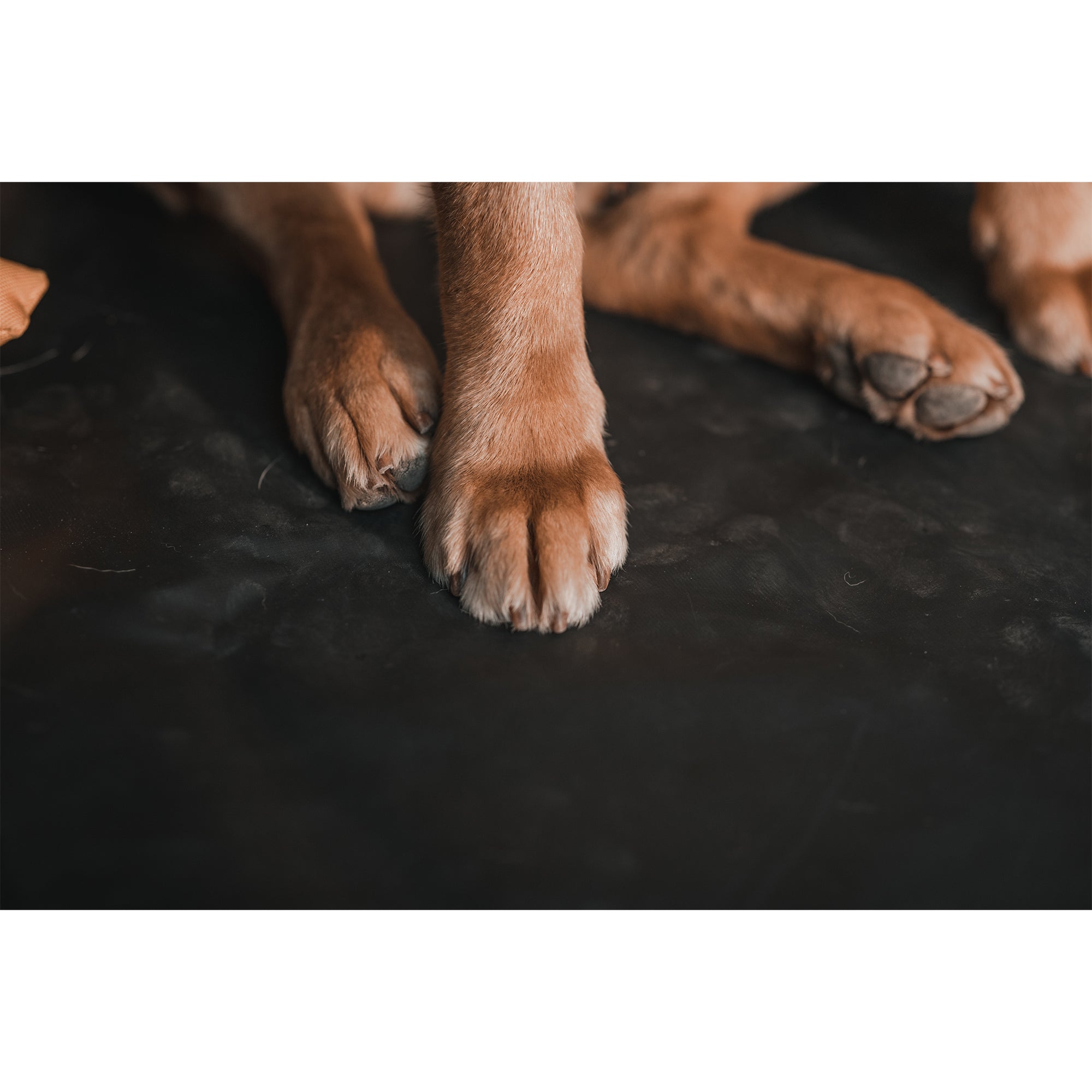 XG Cargo Pet Floor Liner for Jeep Wrangler JL without Right Speaker (Open Box) - VMInnovations
