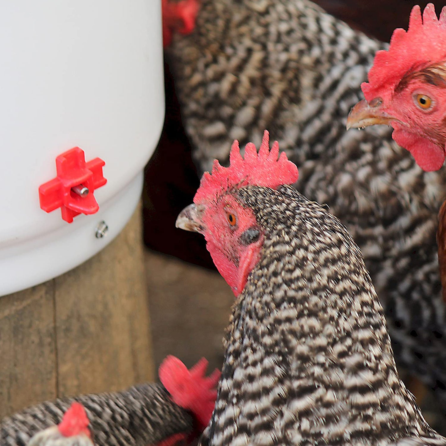 Farm Innovators HB-60P Heated 2Gal Poultry Bucket Drinker, White/Red (Open Box) - VMInnovations