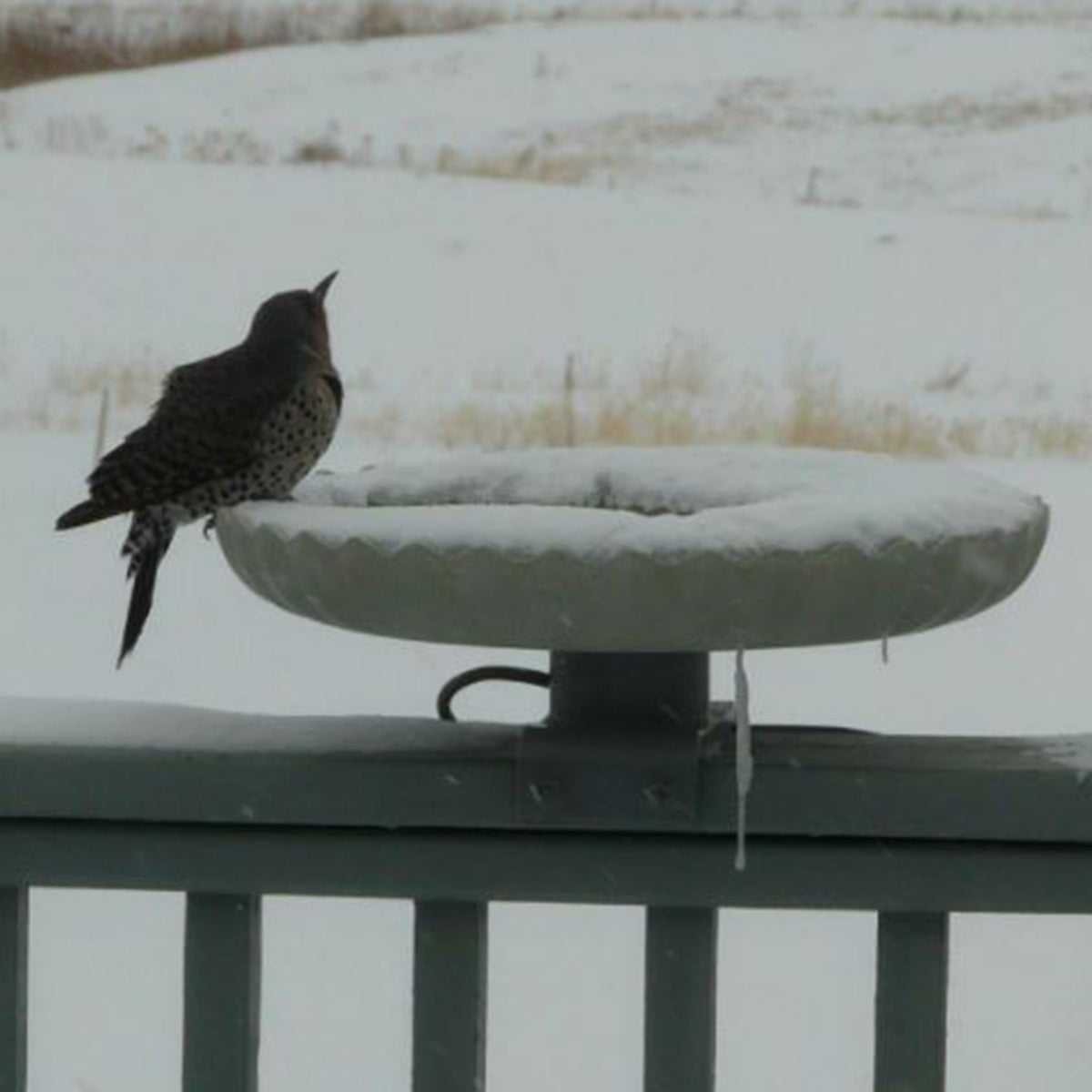Farm Innovators Heated Bird Bath, 120 Watt Stone Birdbath w/Deck Mount(Open Box)