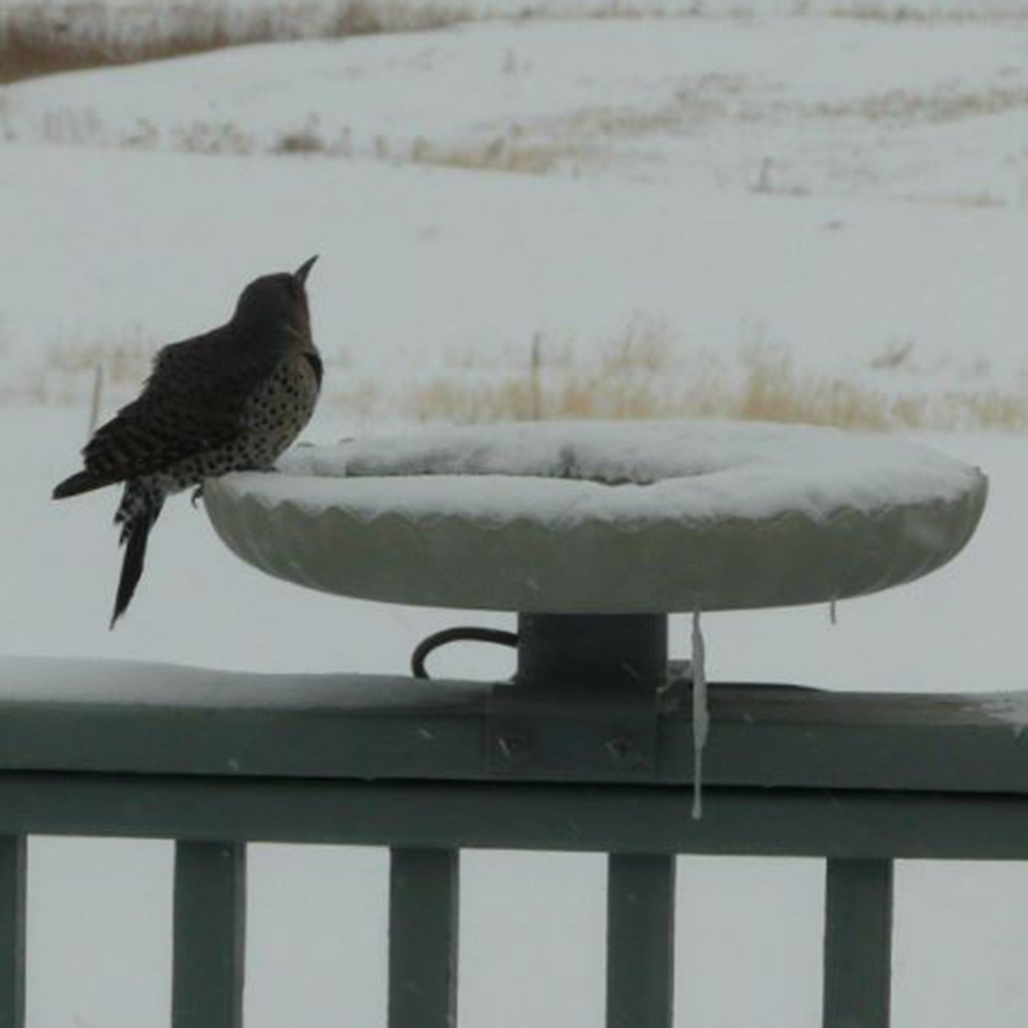 Farm Innovators 120W Stone Scalloped Heated Birdbath w/ Mount, Gray (For Parts) - VMInnovations