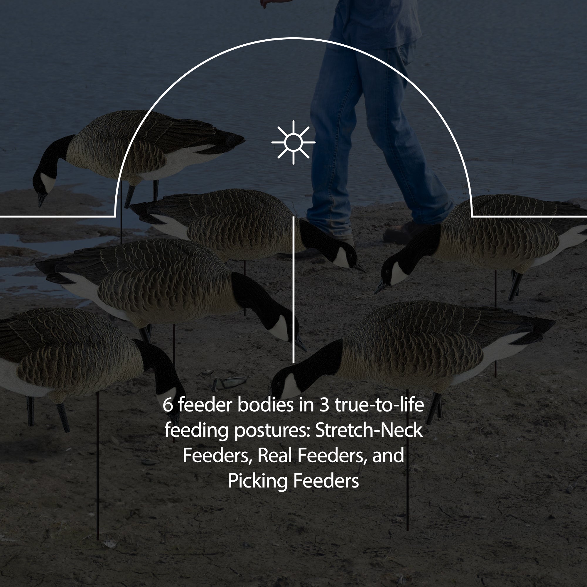Avian X AXP Honkers Fusion Canada Goose Decoy Realistic Feeder Bodies, Set of 6 - VMInnovations