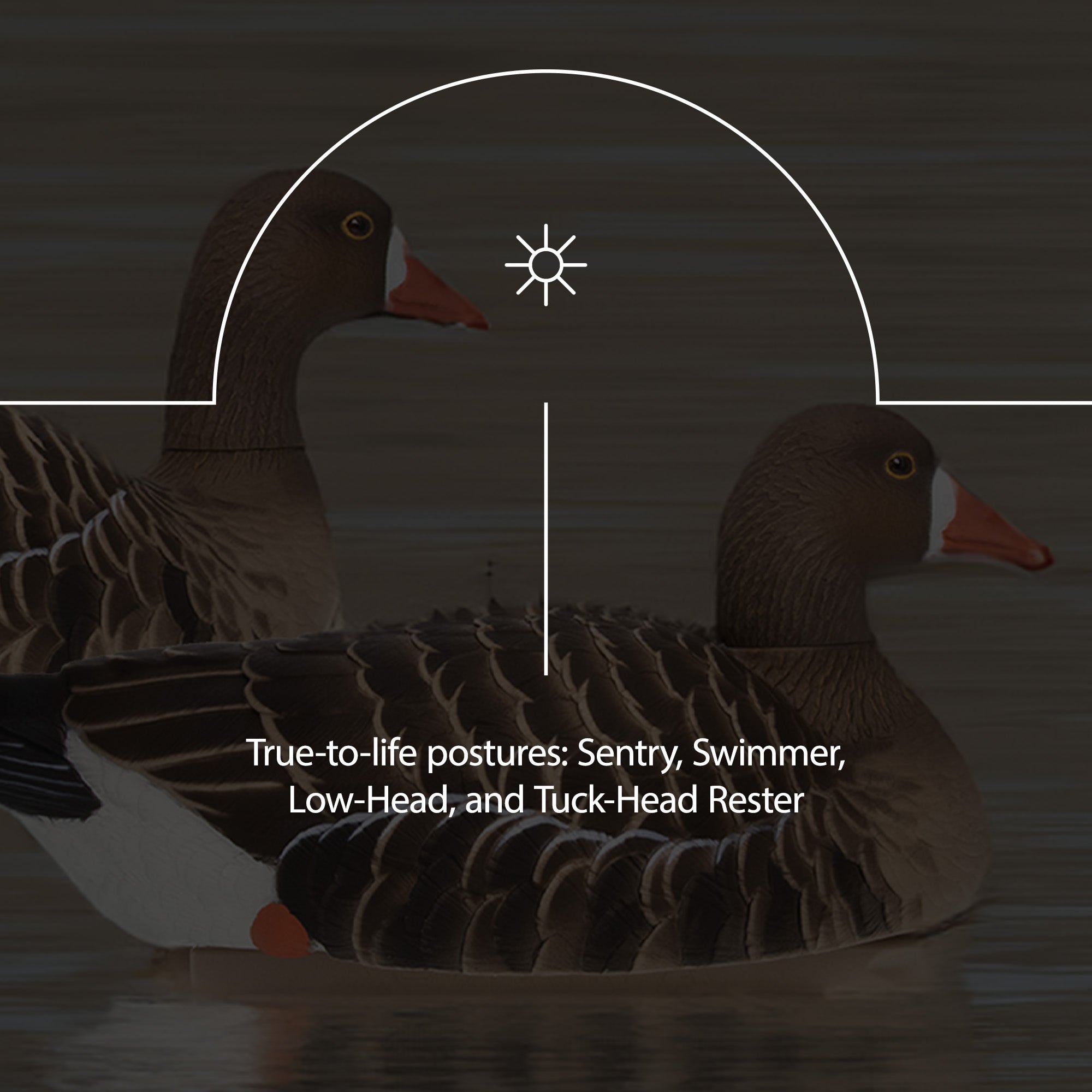 Avian X Topflight Specklebelly Goose Decoys with True to Life Postures, 12 Pack