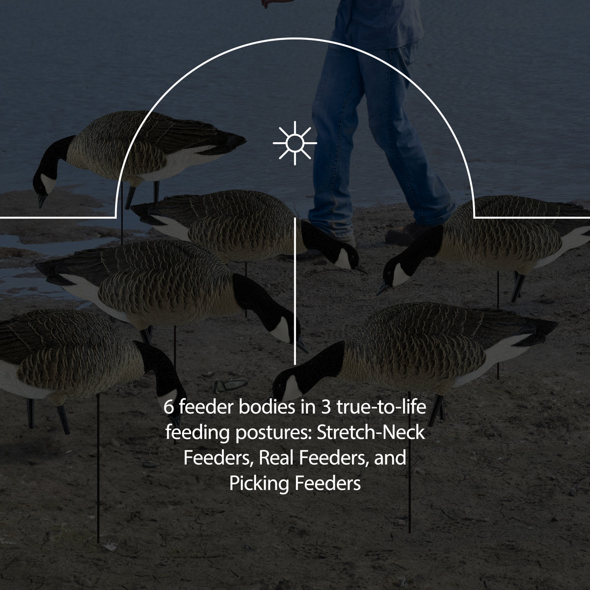 Avian X AXP Honkers Fusion Canada Goose Decoy Realistic Feeder Bodies, Set of 18