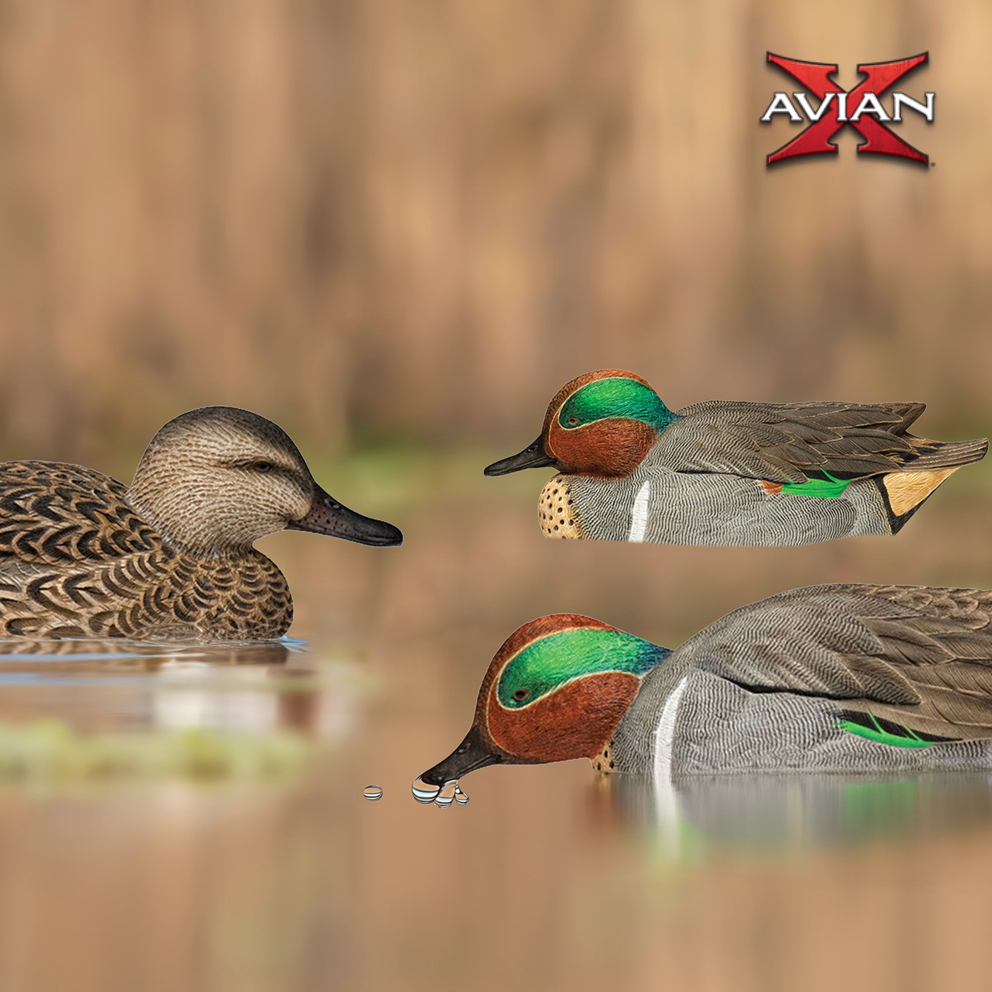 Avian X Topflight Green-Winged Teal Duck, Floating Decoys, Set of 6, Multicolor - VMInnovations