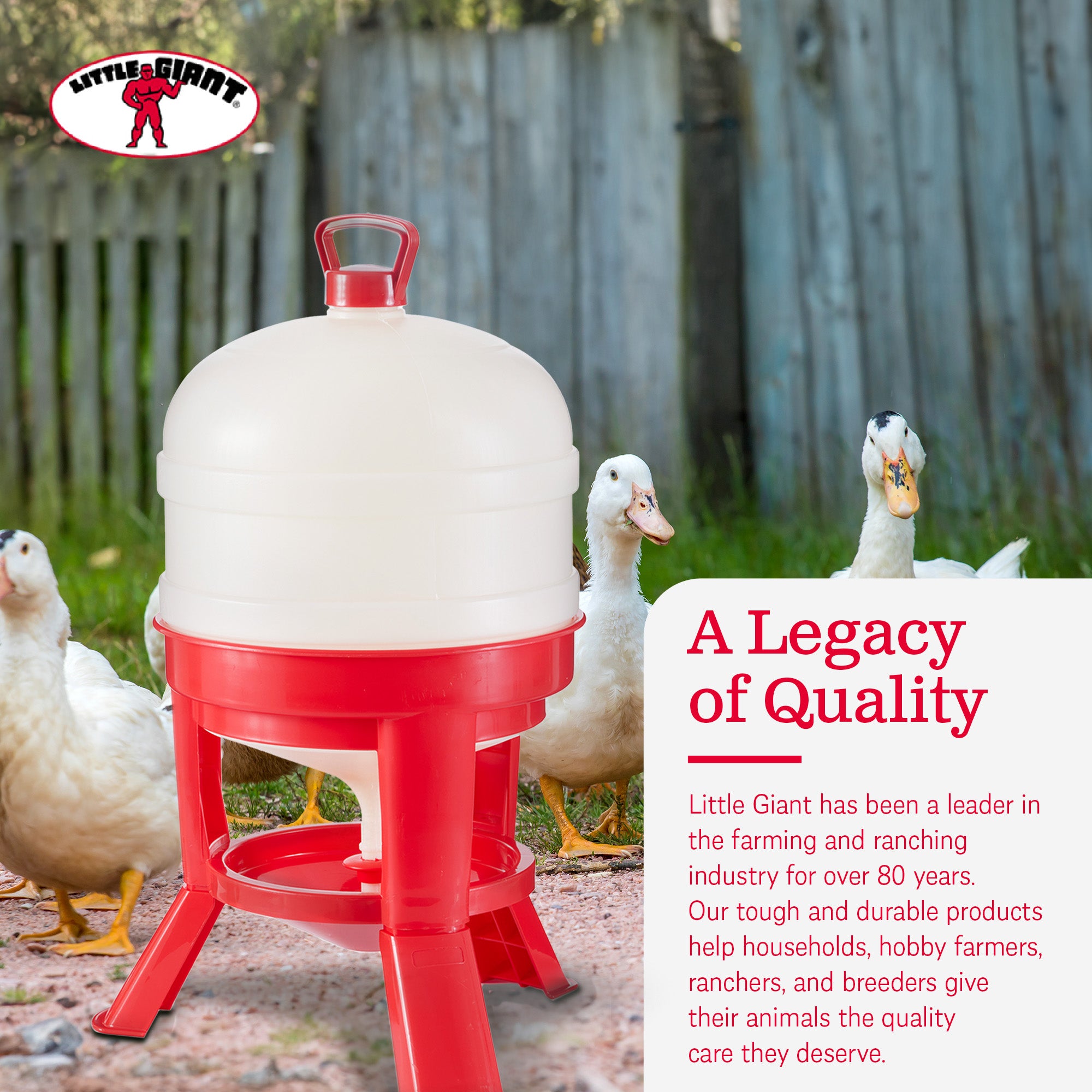 Little Giant 8 Gallon Tank Heavy Duty Poultry Chicken Gravity Waterer (2 Pack)