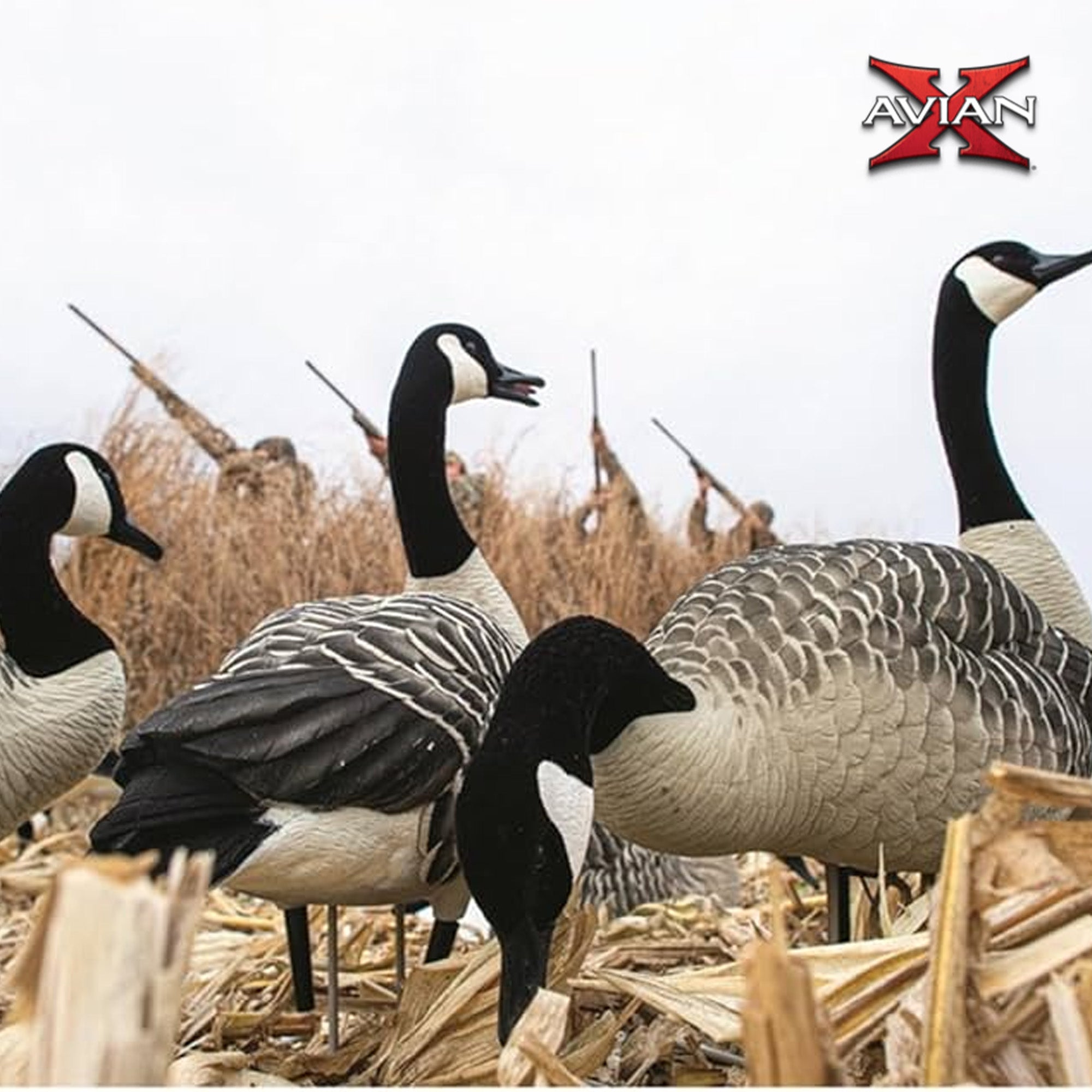 Avian X Honkers Realistic Full Body with AXP 6 Piece Honker Sentry Goose Decoys - VMInnovations
