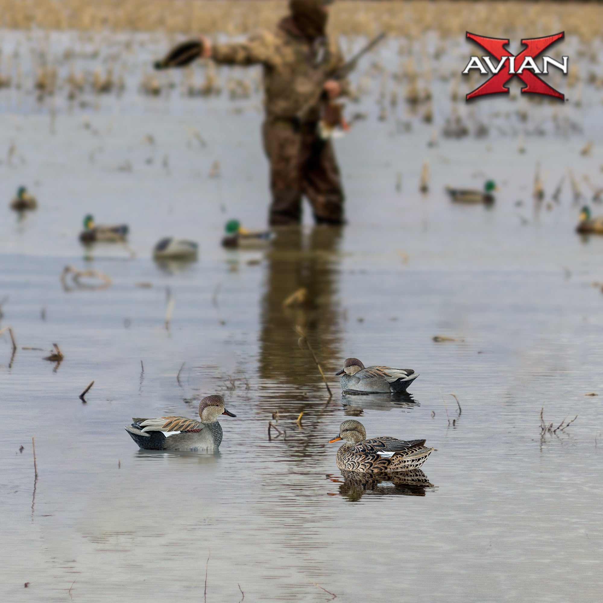 Avian X Topflight Gadwall Decoys Realistic Gray Ducks, Set of 6, Multicolor - VMInnovations