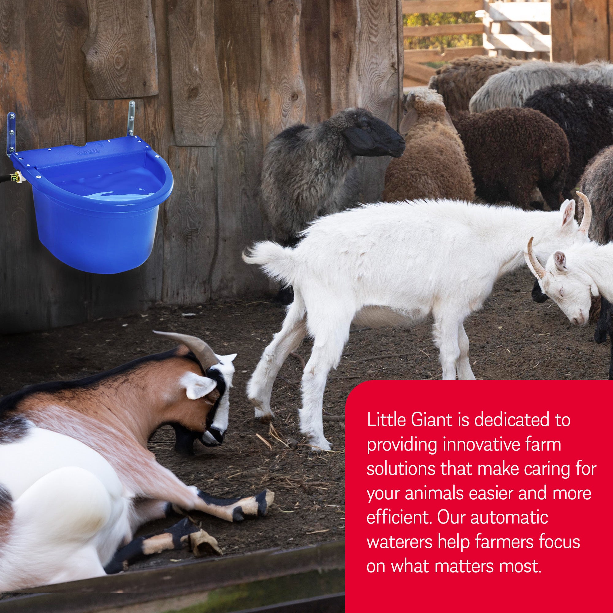 Little Giant 4 Gal. Float Controlled Waterer Livestock Water Trough (Open Box) - VMInnovations