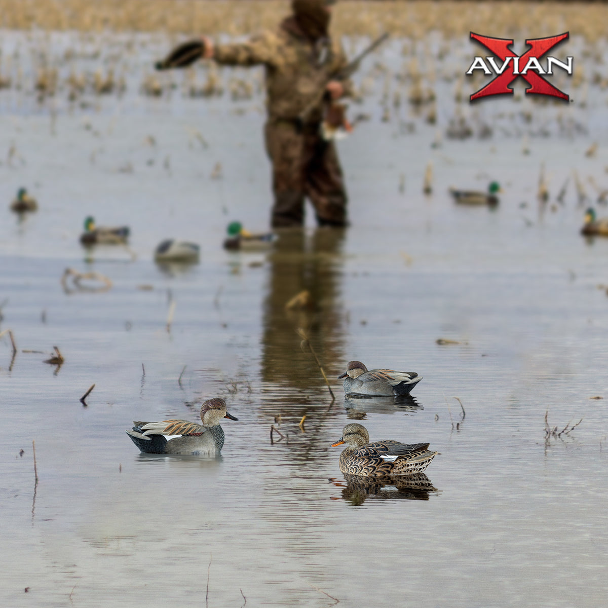 Avian X Topflight Gadwall Decoys Realistic Gray Ducks, 6pk,Multicolor(Open Box)