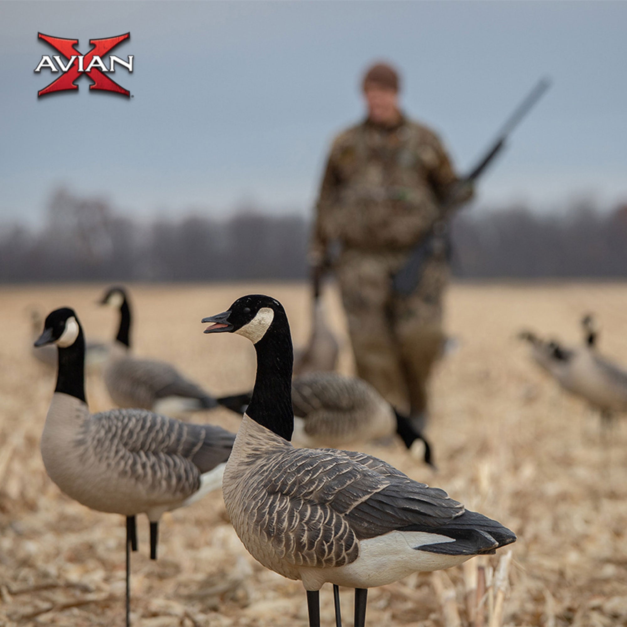 Avian X AXF Lessers Flocked Full Body Lifelike Goose Hunting Decoys, 12 Pack