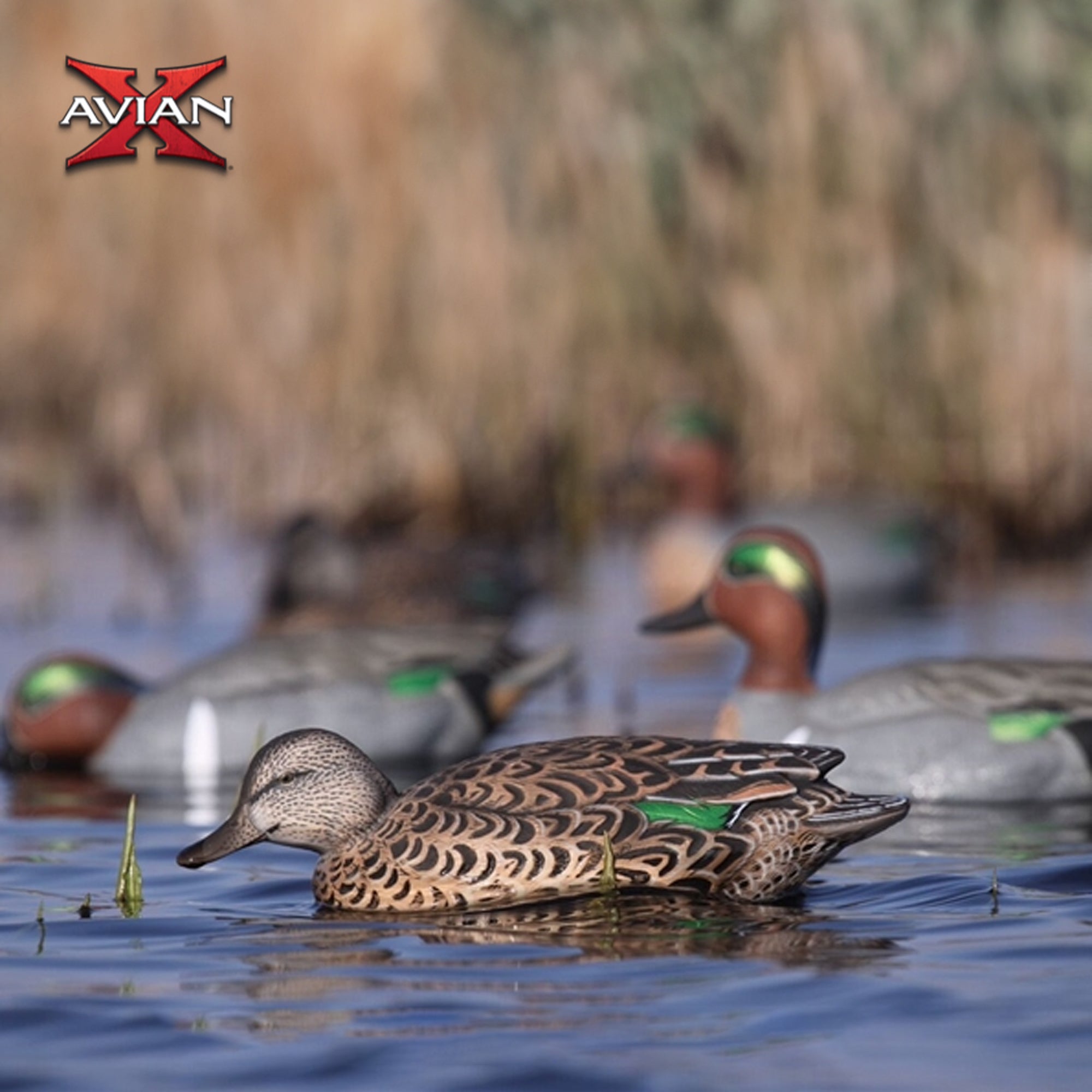 Avian X Topflight Early Season Teal w/ Realistic True to Life Postures, 12 Pack