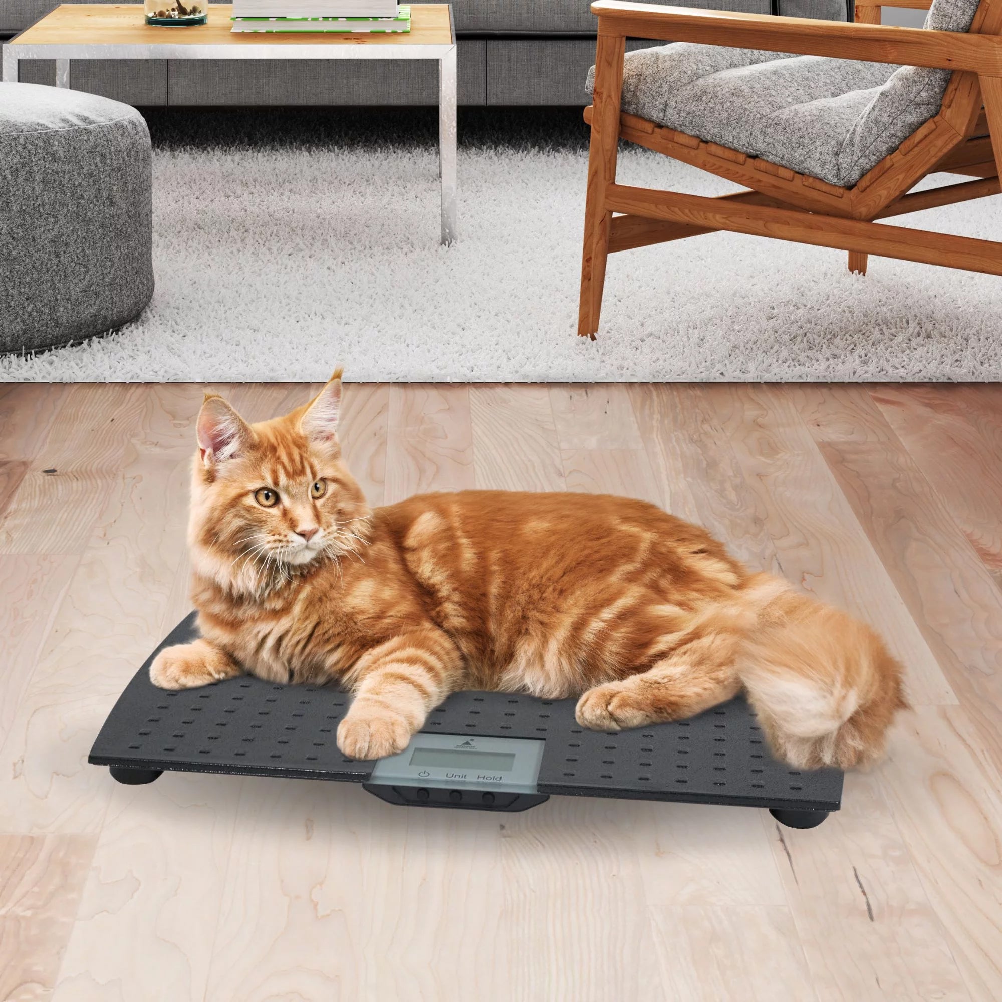 Redmon Large Rubber Precision Digital Pet Weight Scale with Carrier Tote Bag - VMInnovations