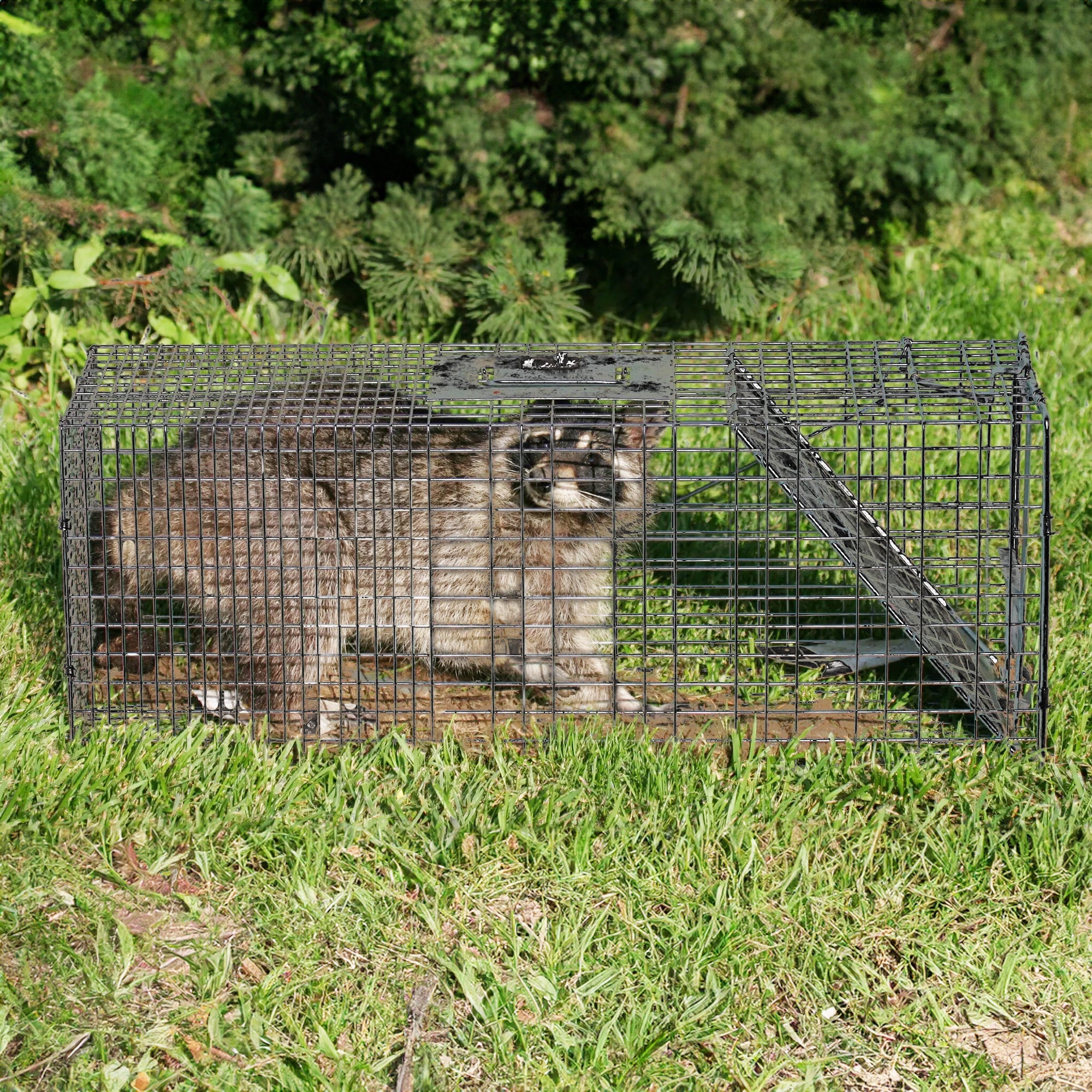 Rugged Ranch CatchMor Live Animal Multi Catch 2 Pack Trap, 1 Lg & 1 Sm (Used) - VMInnovations