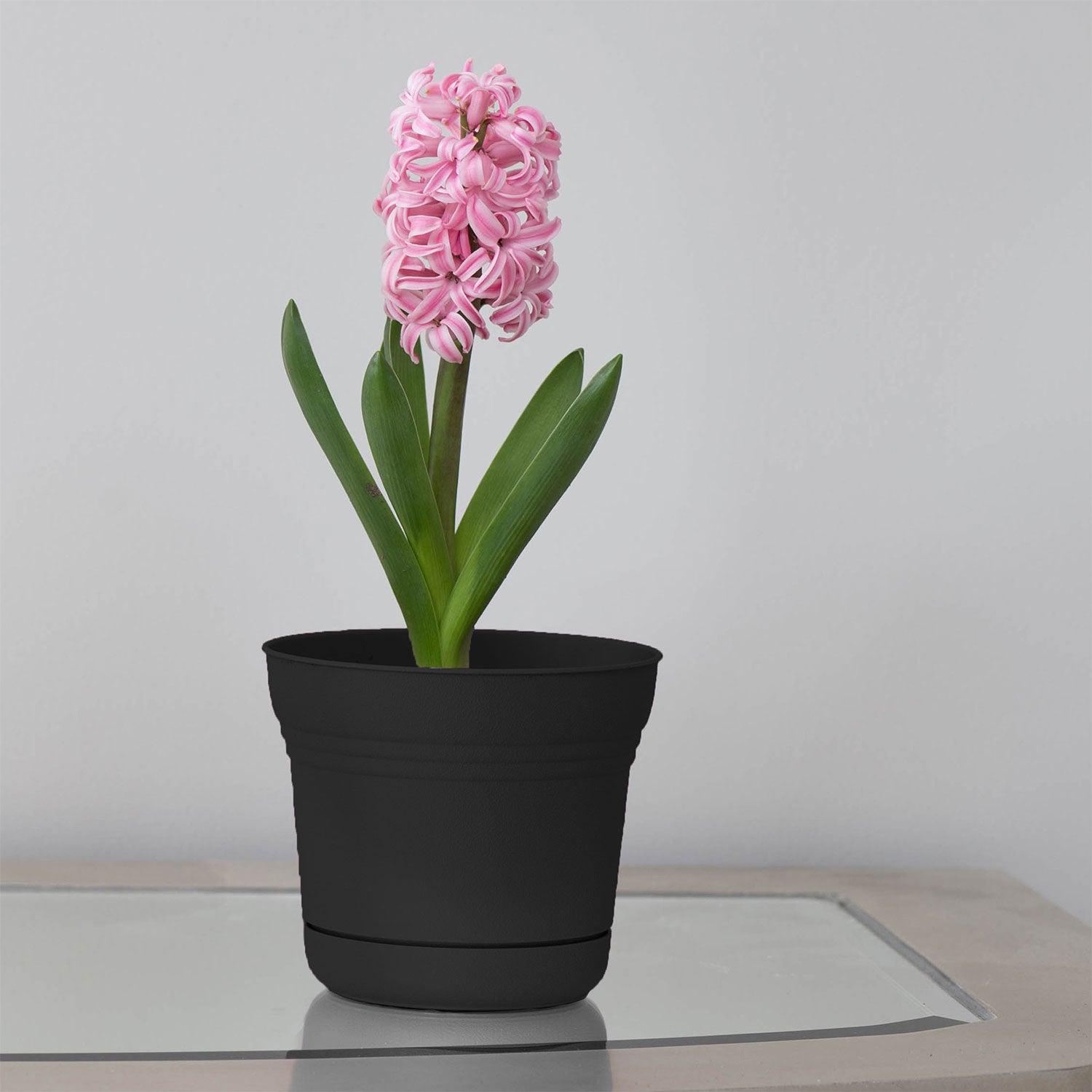 Bloem SP1200 Saturn Indoor Outdoor 12 Inch Planter Pot w/ Saucer, Black (3 Pack) - VMInnovations