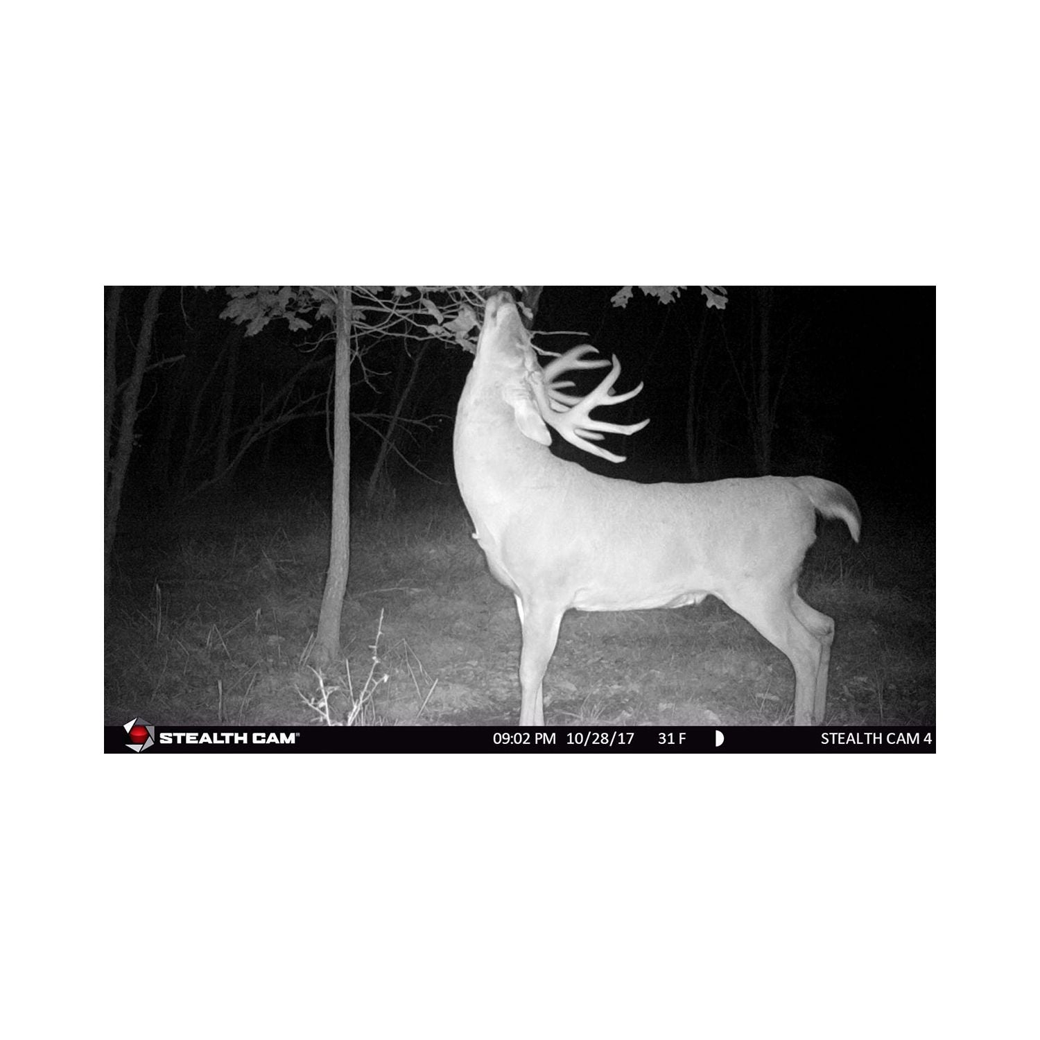 Stealth Cam G26NG Pro 12MP Camera w/SDs & Batts (Certified Refurbished) (2 Pack) - VMInnovations
