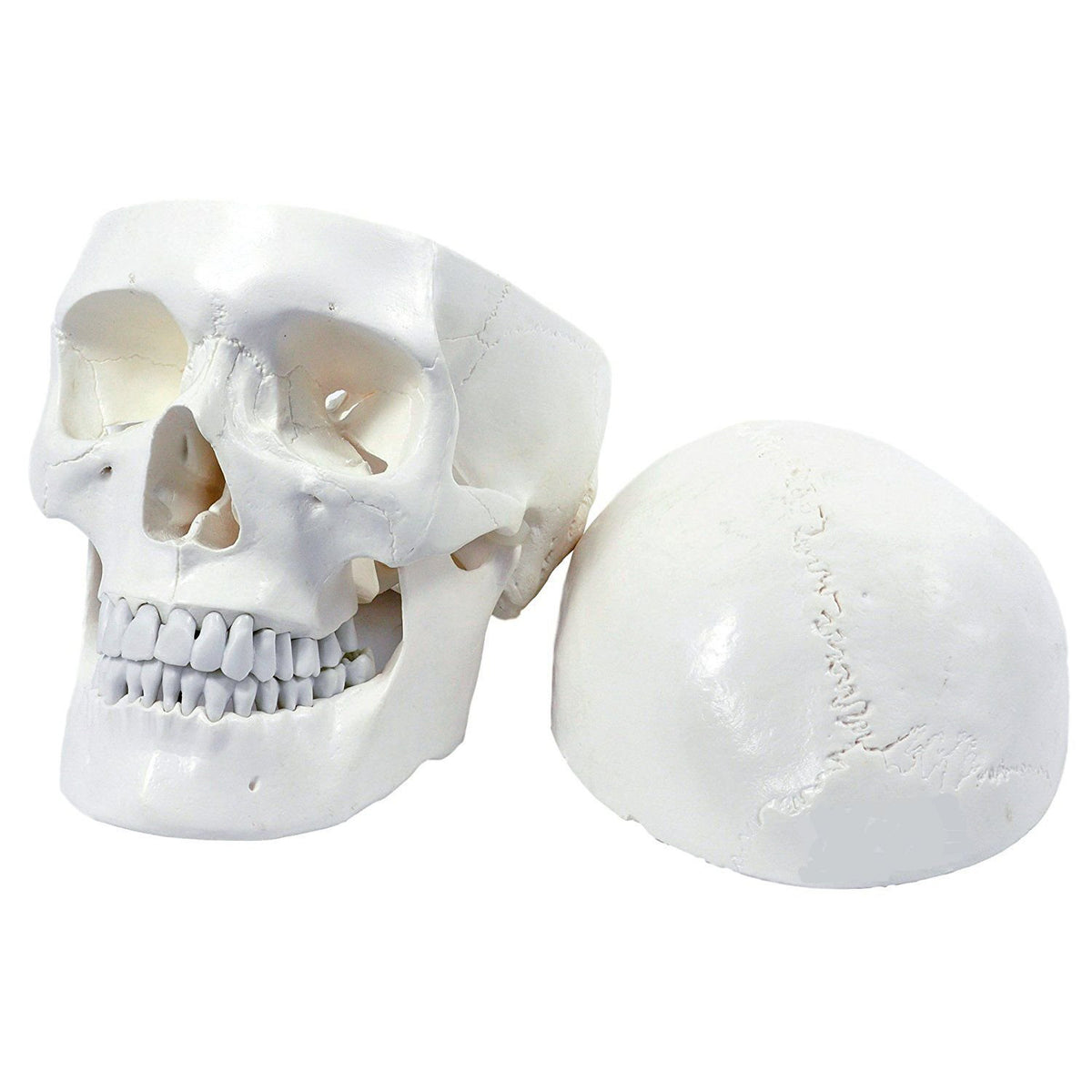 Wellden Medical Educational 3 Part Life Size Anatomical Human Skull PVC Model - VMInnovations