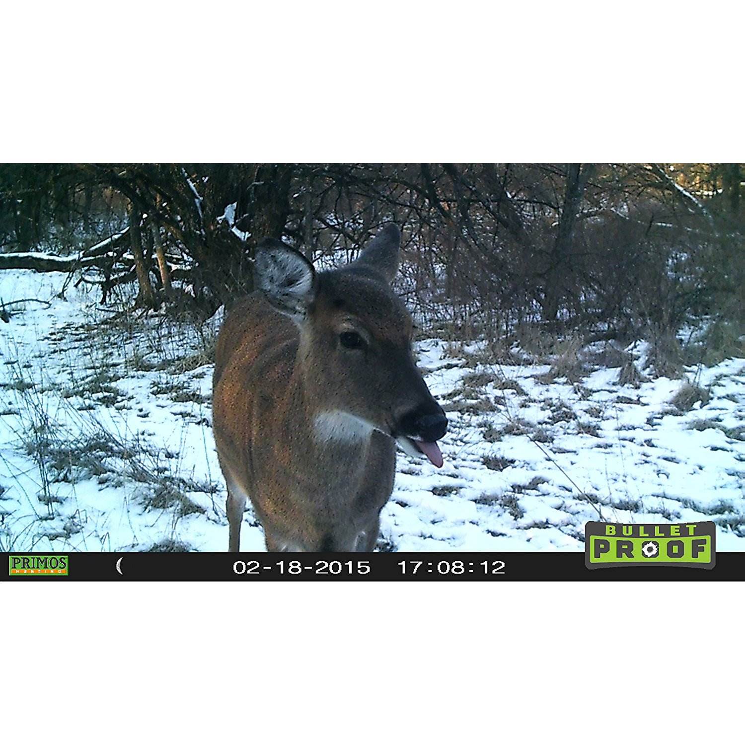 Primos Hunting Bullet Proof 2 Low Glow HD Game Trail Camera (2 Pack) + SD Cards