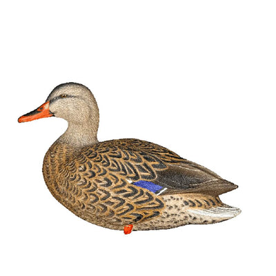 Avian X Top Flight Full Body Mallard Duck Hunting Floater Decoys, Green (6 Pack)