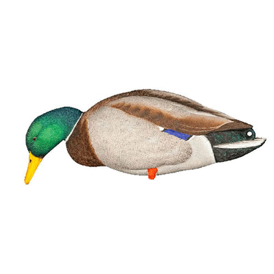 Avian X Top Flight Full Body Mallard Duck Hunting Floater Decoys, Green (6 Pack)