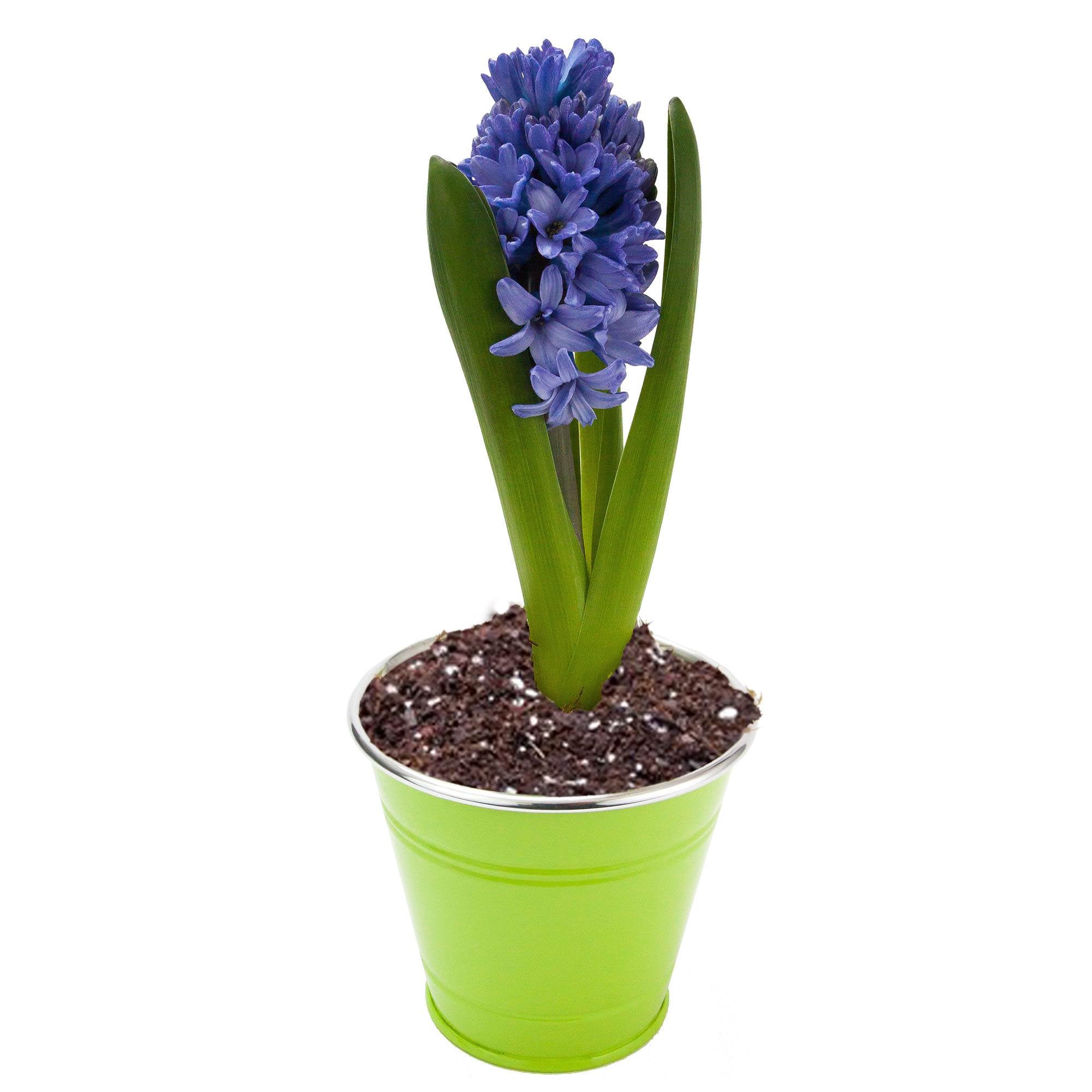 FoxFarm Ocean Forest 6.3-6.8 pH Potting Soil Mix and Happy Frog Potting Soil Mix