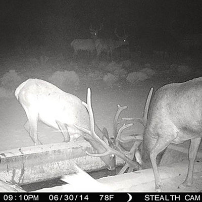 Stealth Cam G34 Pro 12MP HD Video 80' Range Scouting Game Camera (6 Pack)