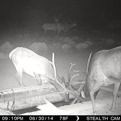Stealth Cam G34 Pro 12MP 4 Resolution HD Video 80' Range Game Camera (8 Pack)