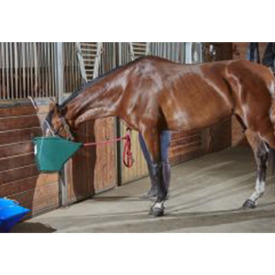 Little Giant 20-Quart Plastic Flat Back Livestock Feed Bucket, Green (Open Box) - VMInnovations