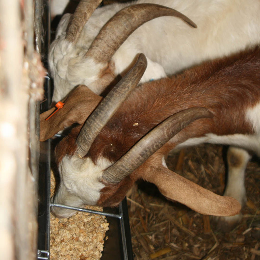 Little Giant Hook Over Goat Trough Heavy Duty Steel 9 Quart Feeder (Open Box) - VMInnovations