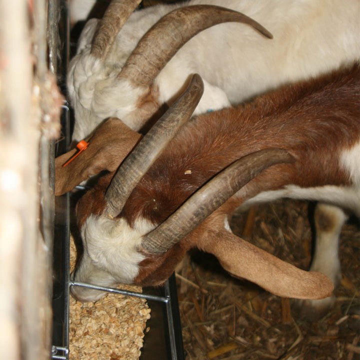 Little Giant Hook Over Goat Trough Heavy Duty Steel 9 Quart Feeder (Open Box) - VMInnovations