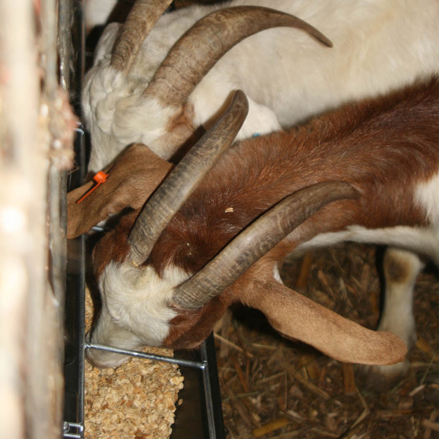 Little Giant Hook Over Goat Trough Heavy Duty Steel 9 Quart Feeder (Open Box) - VMInnovations
