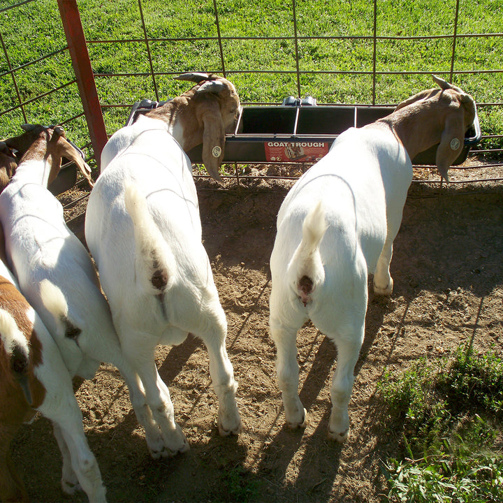 Little Giant Hook Over Goat Trough Heavy Duty Steel 9 Quart Feeder (4 Pack)