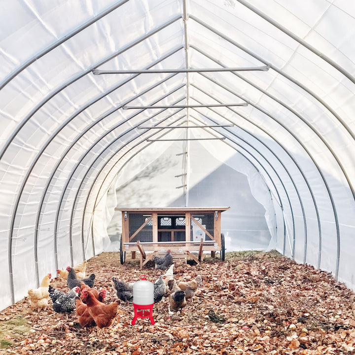 Little Giant 10 Gallon Tank Heavy Duty Poultry Chicken Gravity Waterer (Used)