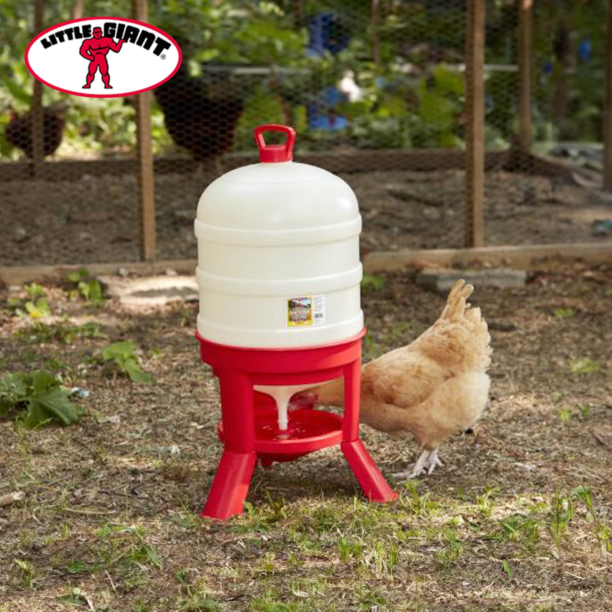 Little Giant 10 Gallon Tank Heavy Duty Poultry Chicken Gravity Waterer (Used) - VMInnovations
