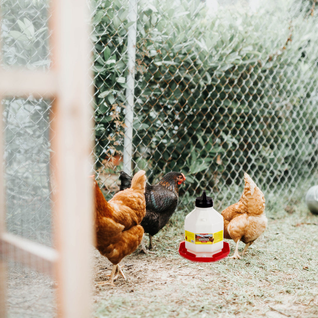 Little Giant PPF5 5 Gallon Automatic Poultry Waterer for Chickens, Red (4 Pack)