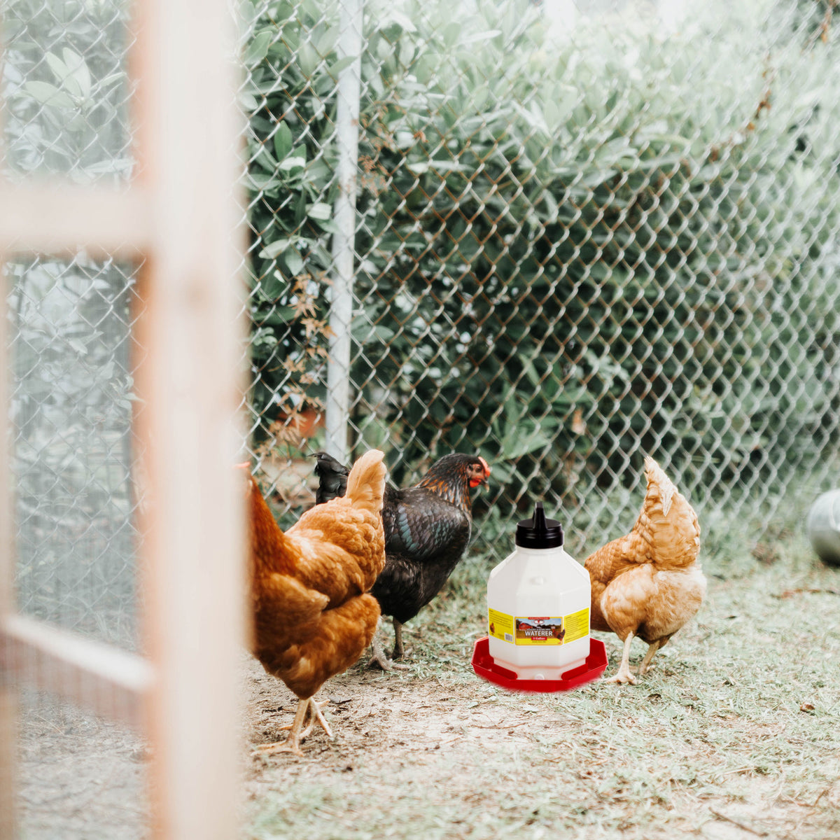 Little Giant PPF5 5 Gallon Automatic Poultry Waterer for Chickens, Red (4 Pack)