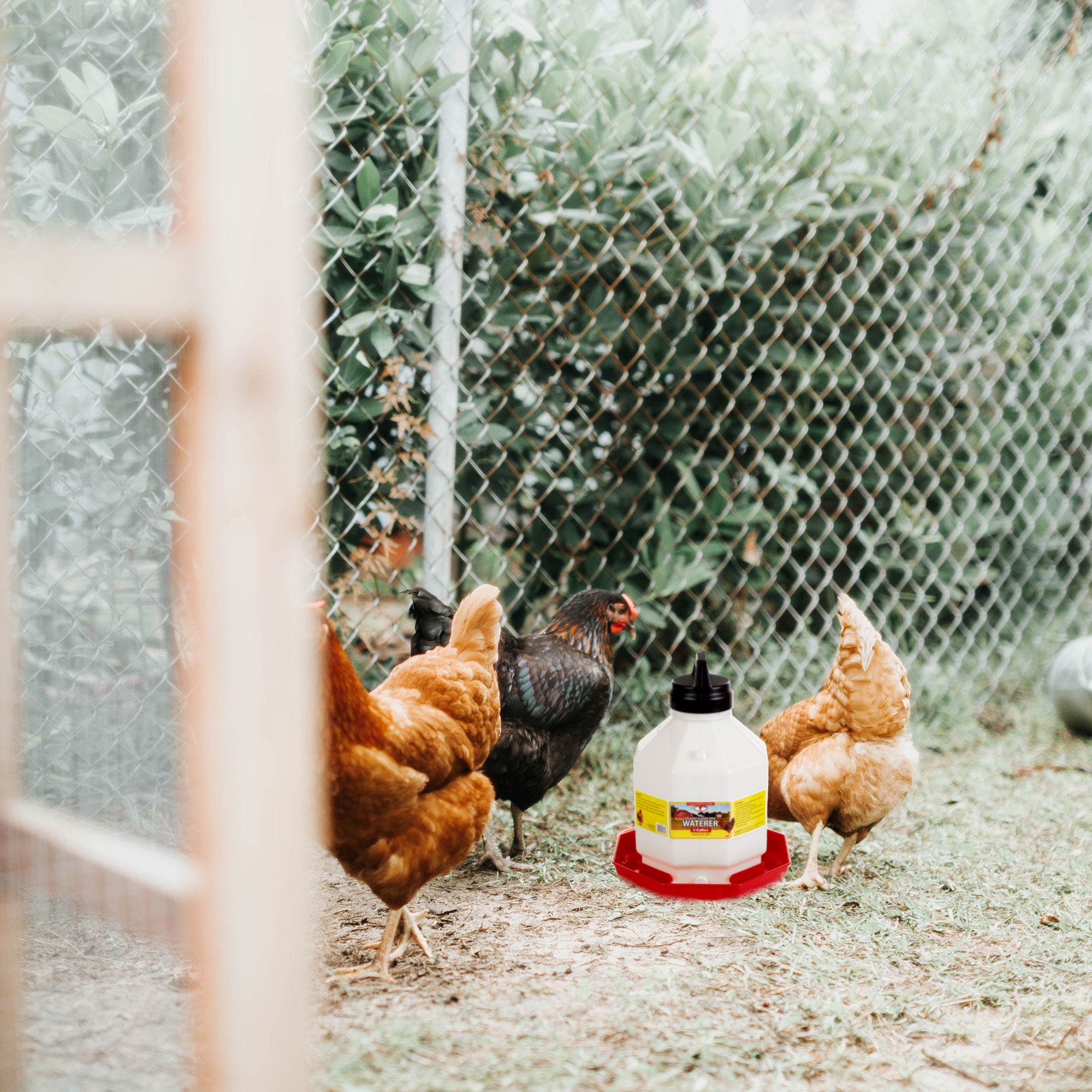 Little Giant PPF5 5 Gallon Capacity Automatic Poultry Waterer for Chickens(Used) - VMInnovations