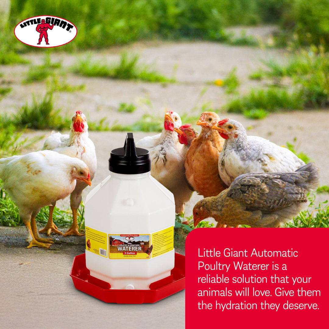 Little Giant PPF5 5 Gallon Automatic Poultry Waterer for Chickens, Red (4 Pack)