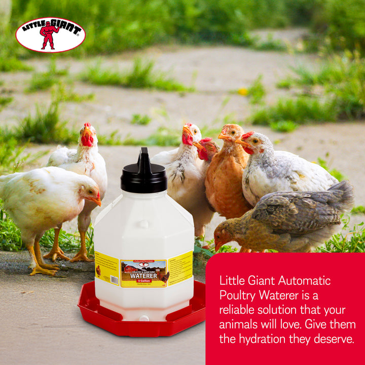 Little Giant PPF5 5 Gallon Automatic Poultry Waterer for Chickens, Red (4 Pack)