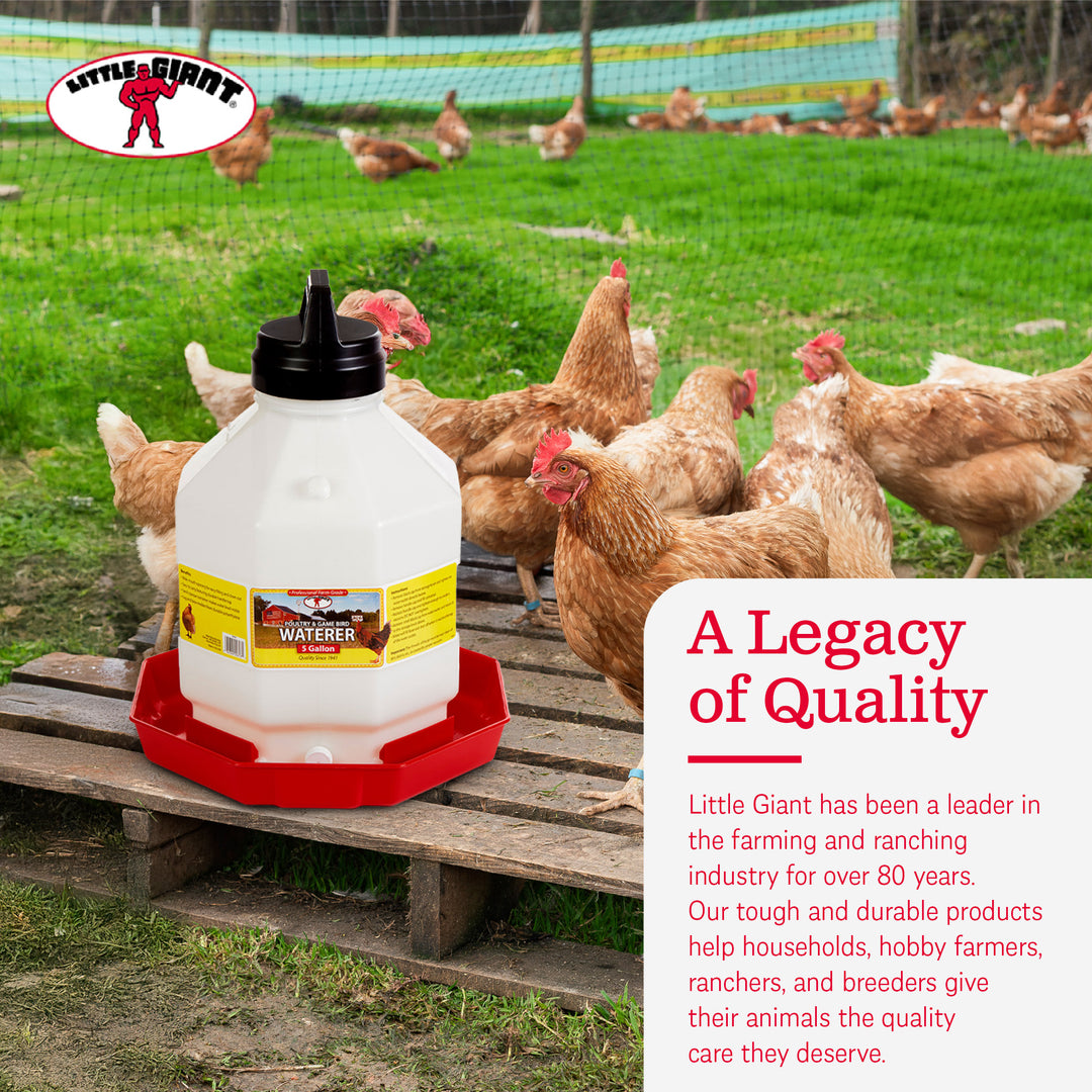 Little Giant PPF5 5 Gallon Automatic Poultry Waterer for Chickens, Red (4 Pack)