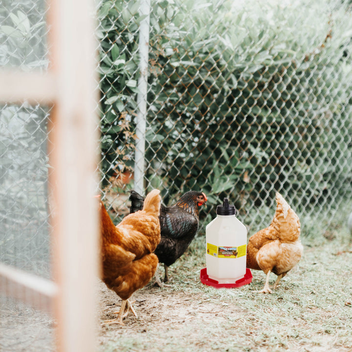 Little Giant PPF7 7 Gallon Capacity Automatic Poultry Waterer for Chickens, Red