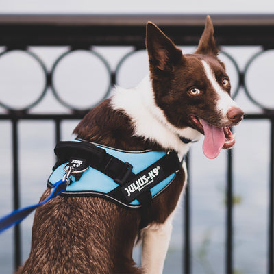 Julius-K9 IDC  Reflective Dog Walking Vest Harness for Large Dogs (Used)