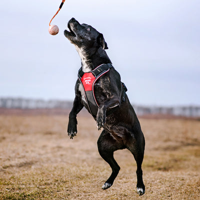 Julius-K9 IDC Longwalk Reflective Dog Walking Harness for Large Dogs (Open Box)