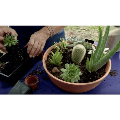 Coast of Maine Mount Desert Organic Cactus Succulent Mix, 8 Quart (6 Pack) - VMInnovations